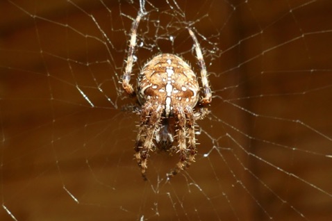 Garden Spider
